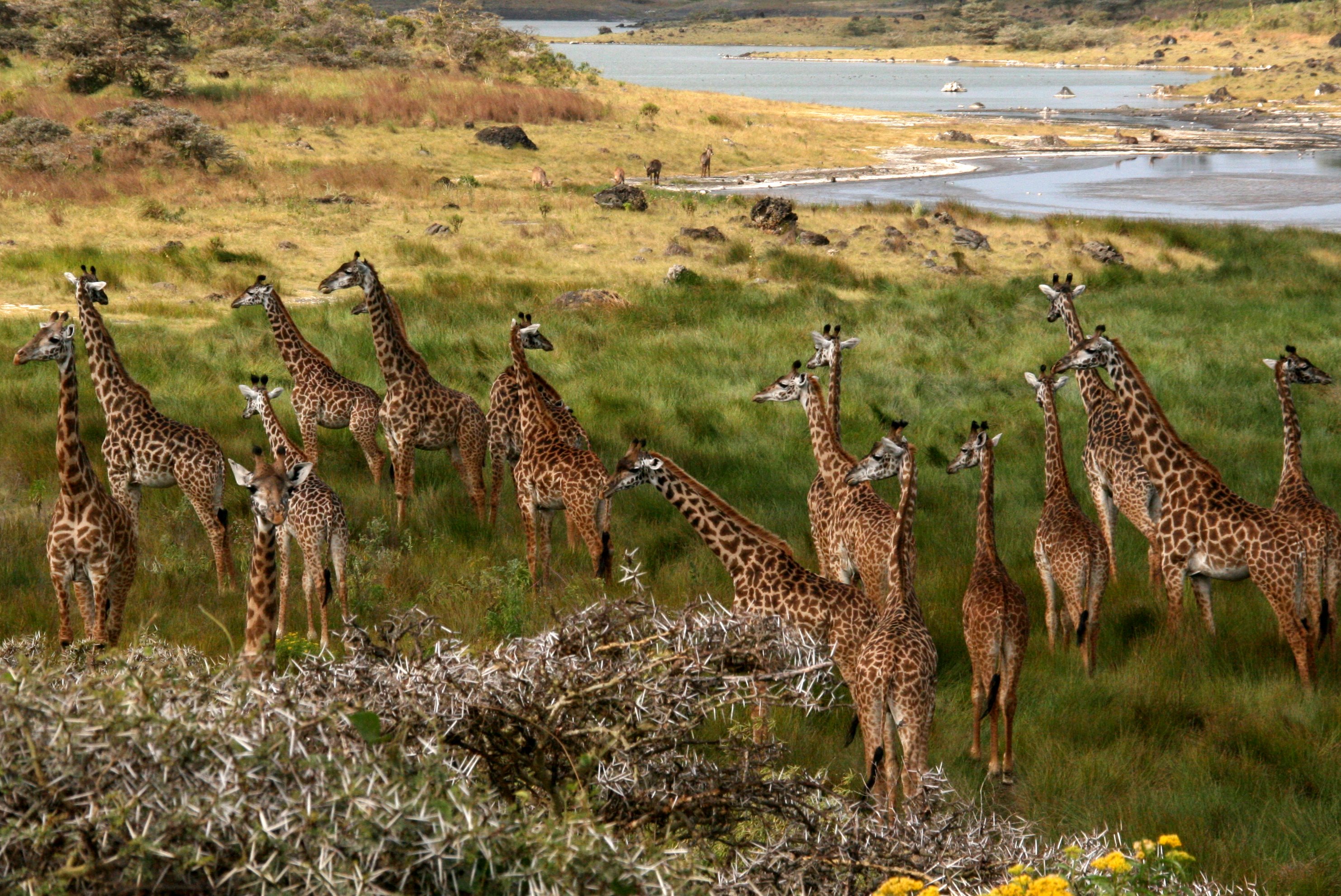 Arusha National Park, Lodge Safari and Camping Safari are Available